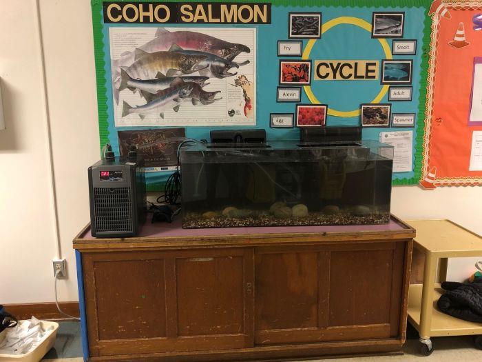 A salmon tank in a classroom.