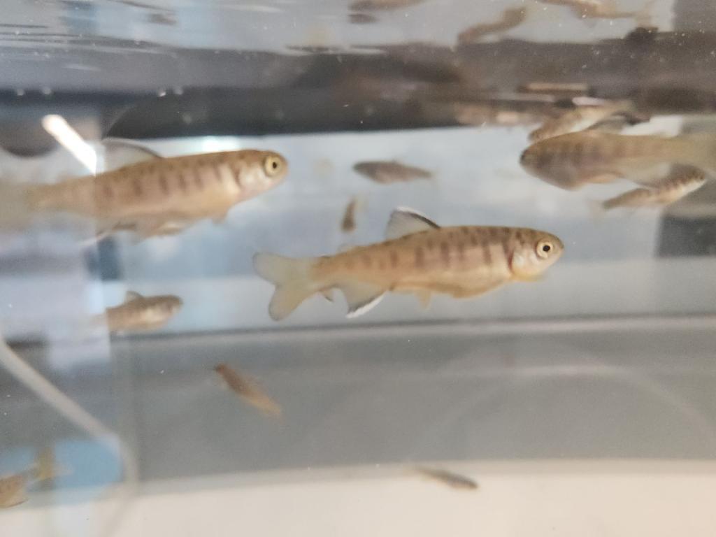 Juvenile coho in a tank.