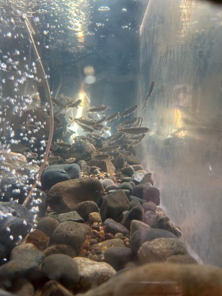 Fry in a tank.
