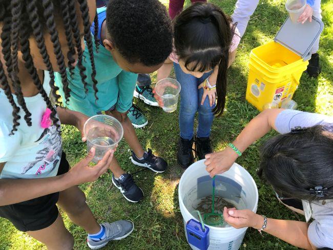 A group of students and teacher netting fry in a bucket.