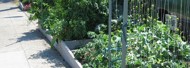 Growing Food In Planting Strips, Is Plastic Sheeting Safe For Garden