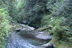 taylor creek