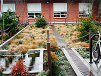 Photo of a bioretention system #2