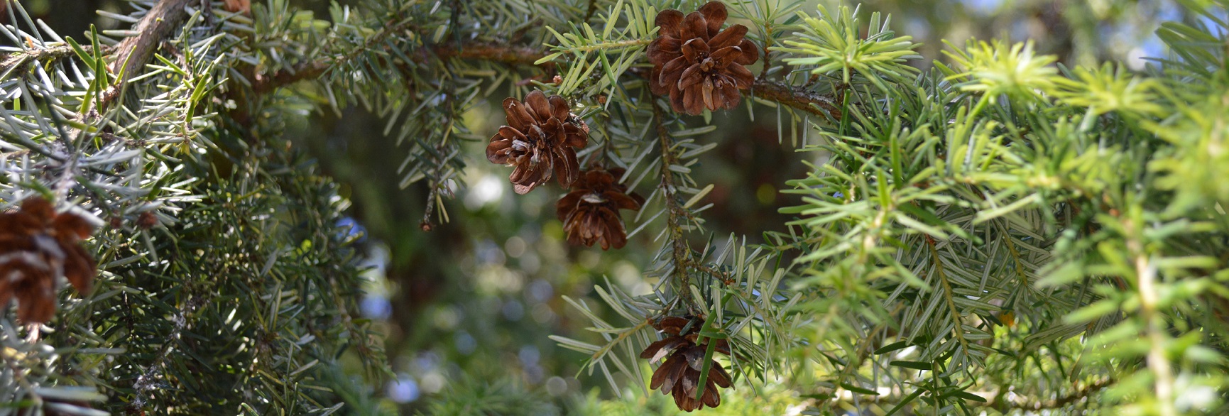 Hemlock tree needles