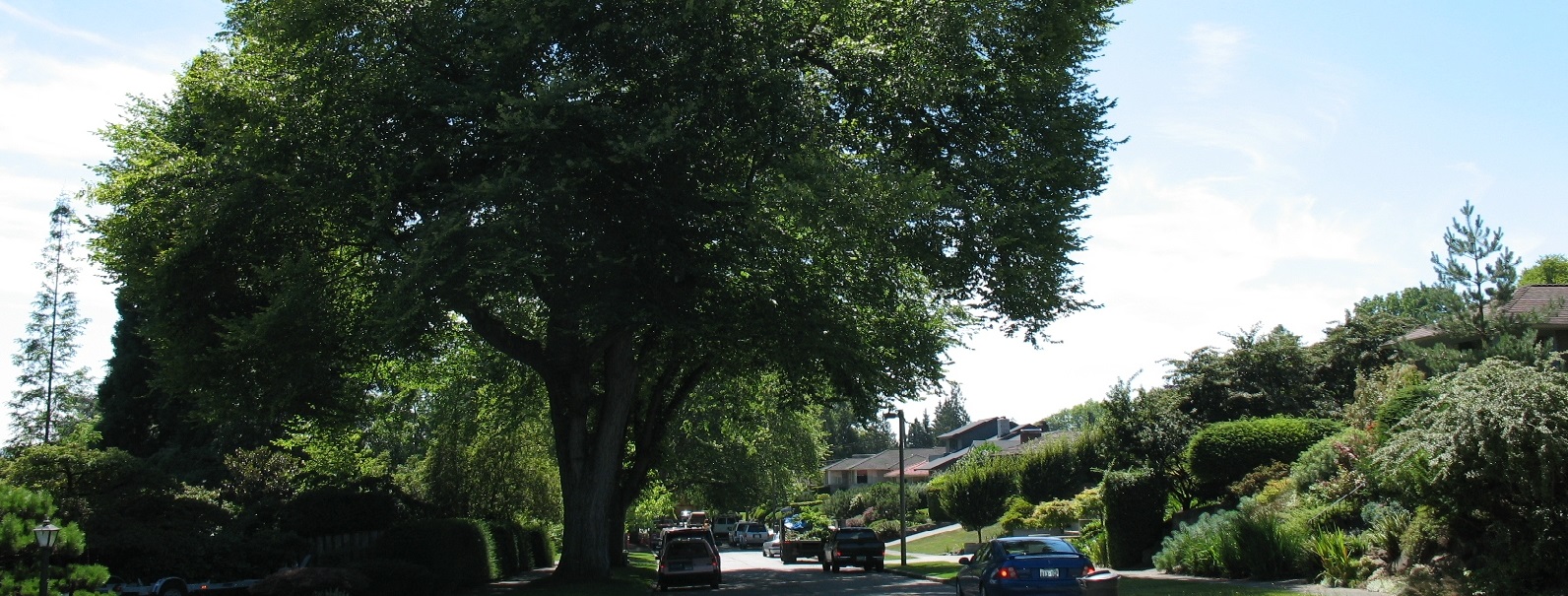 A mature tree