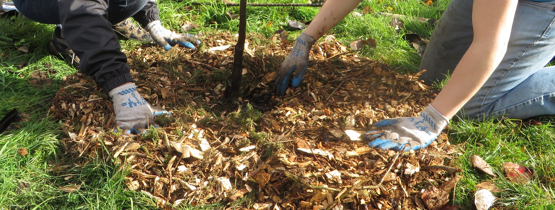 People mulching a tree