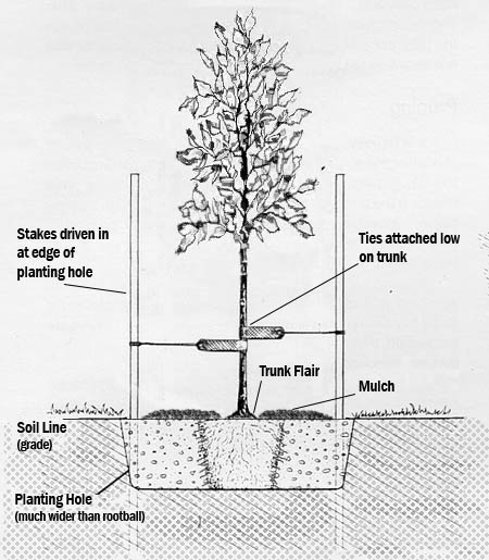 tree staking diagram