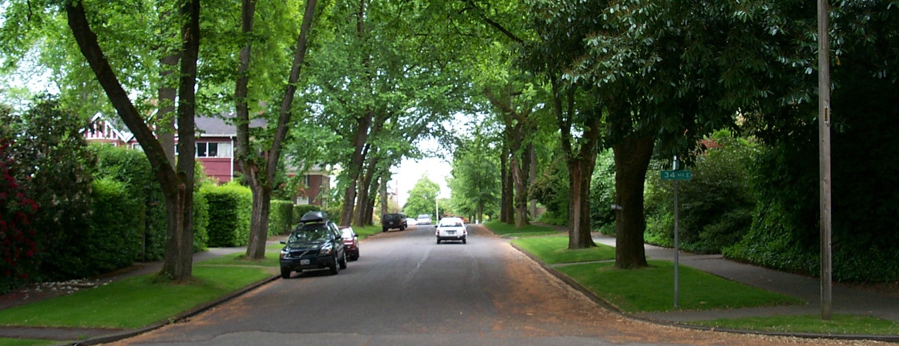 street trees
