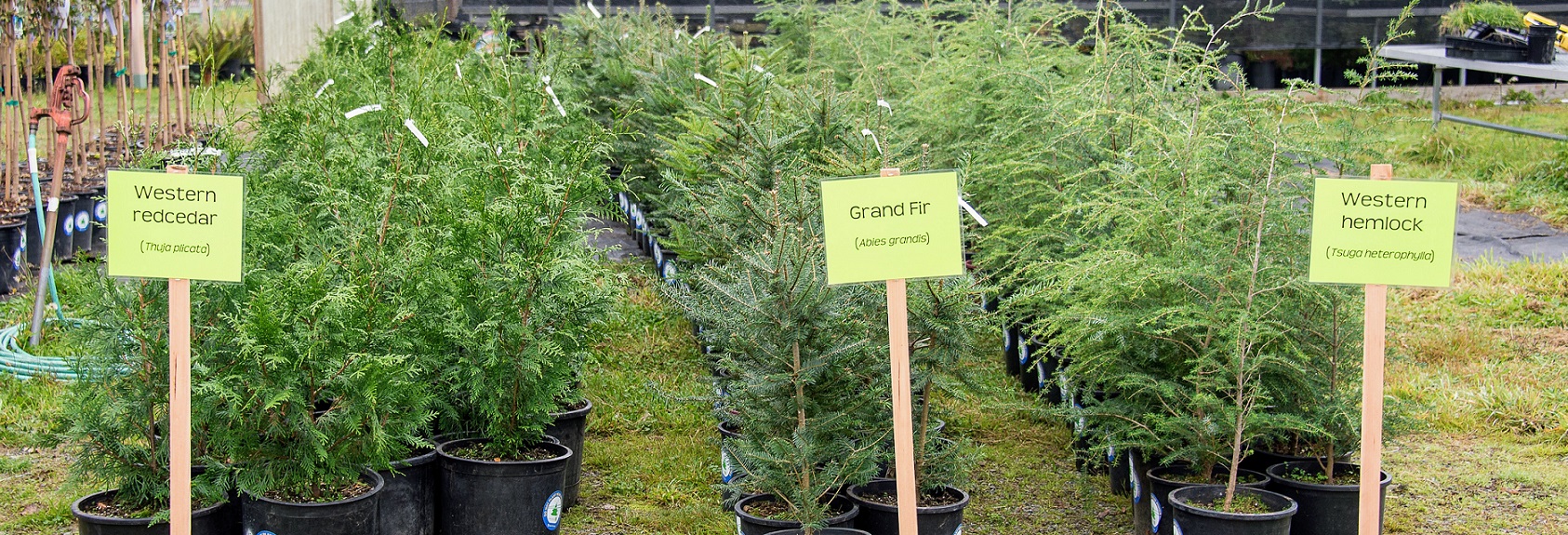 Trees in a nursery