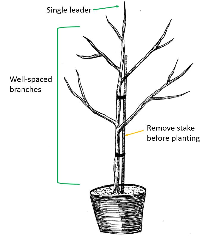 Tree Structure