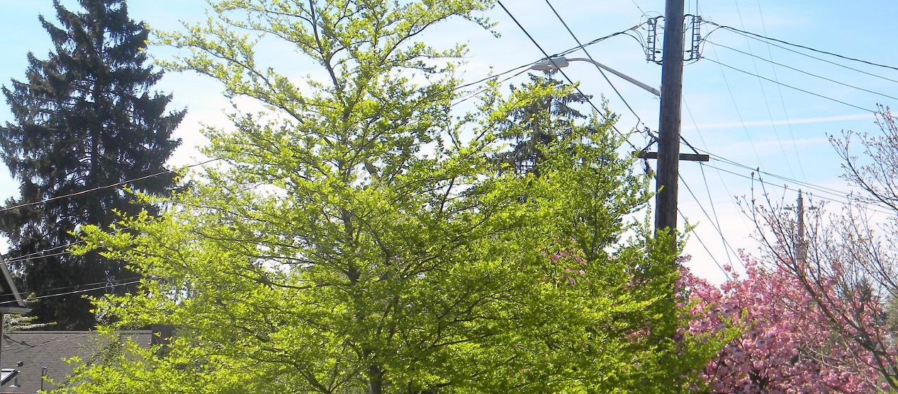 Trees under power lines