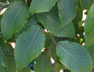 American beech leaves