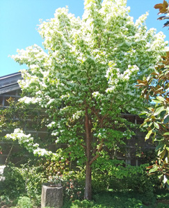 Form of Chinese fringe tree in flower