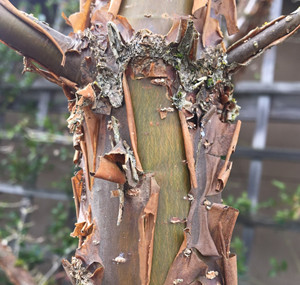 Chinese fringe tree bark