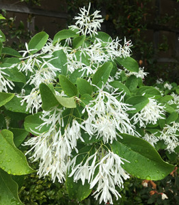 Chinese fringe tree flowers and leaves