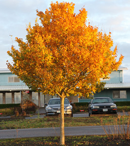 City Sprite zelkova in fall color