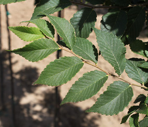 City Sprite zelkova summer leaves