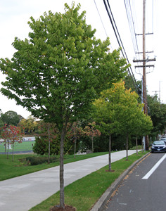 City Sprite zelkova street trees