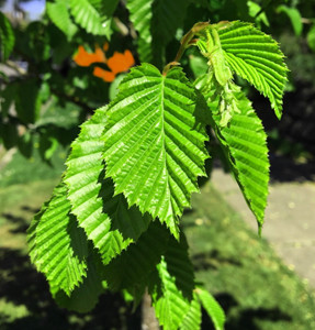 Emerald Ave European hornbeam leaves