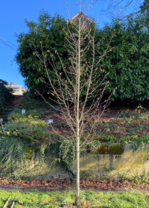 Winter form of young Emerald Ave European hornbeam