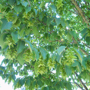 Emerald Ave European hornbeam leaves and fruit