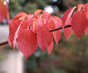 June Snow dogwood in fall color