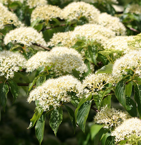 June Snow dogwood flowers