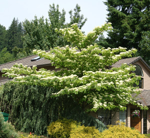 Mature June Snow dogwood in flower