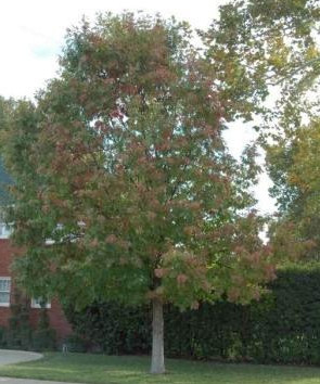 Young white oak