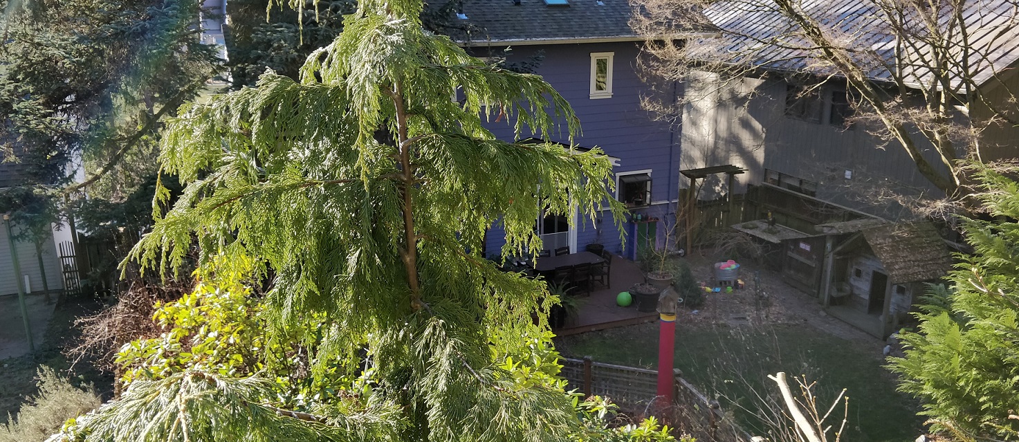 Trees in a yard