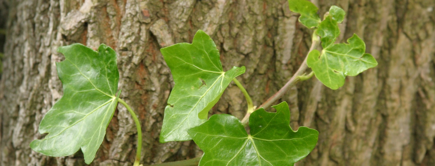 Ivy on tree