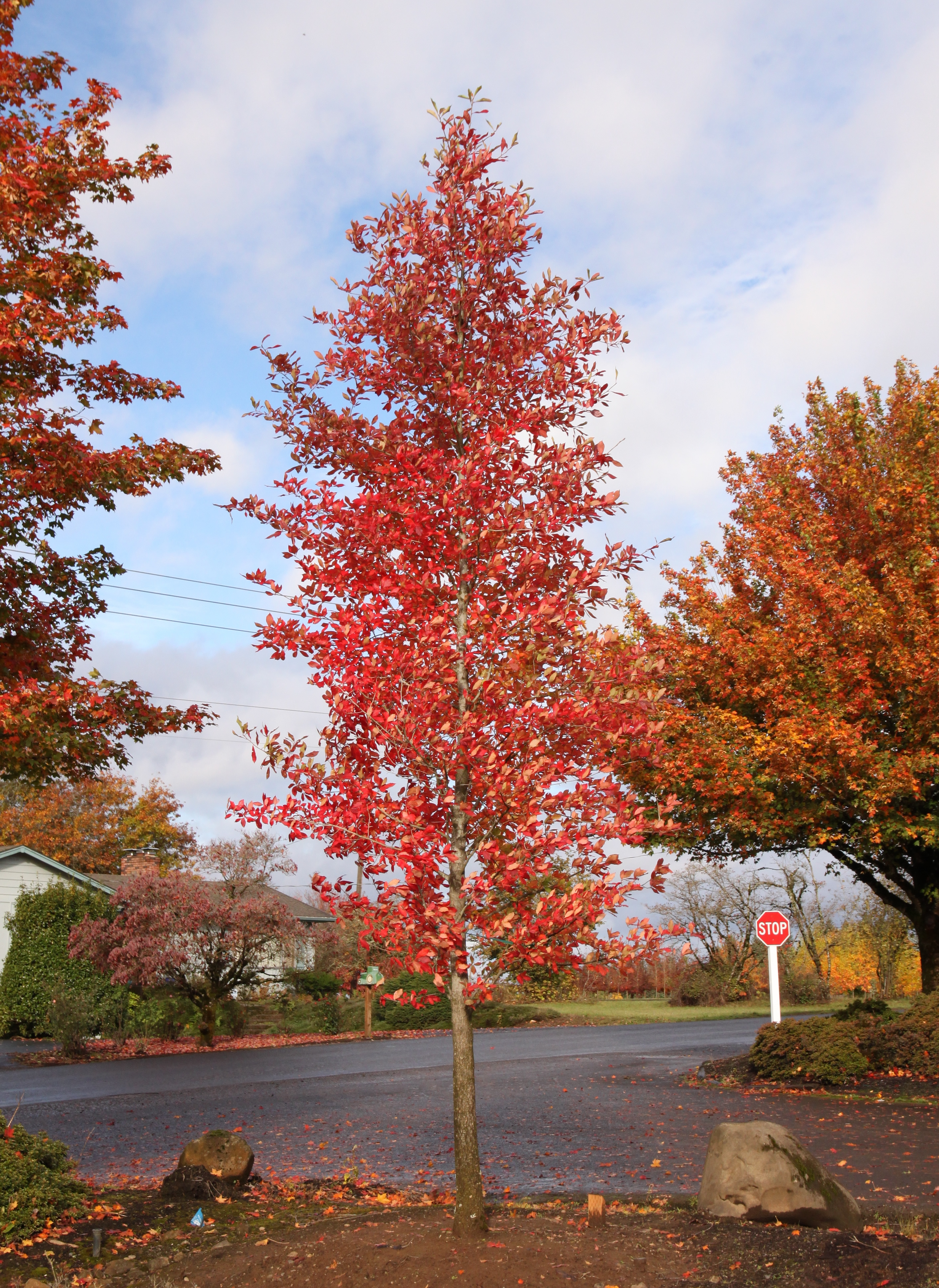 https://www.seattle.gov/images/Departments/Trees/Species/Afterburner1.jpg