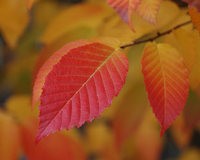 American Hornbeam