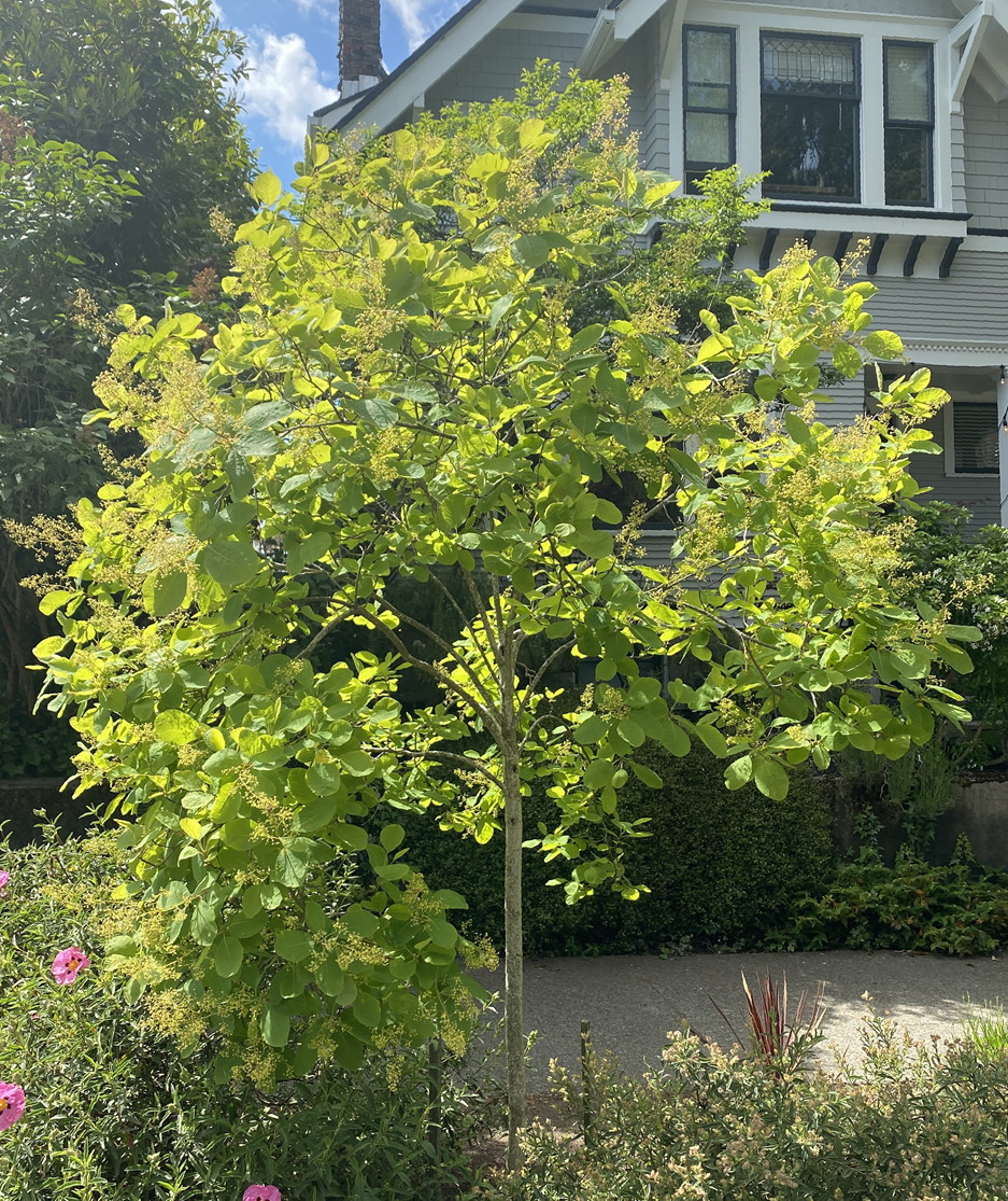 Goldenrain Tree