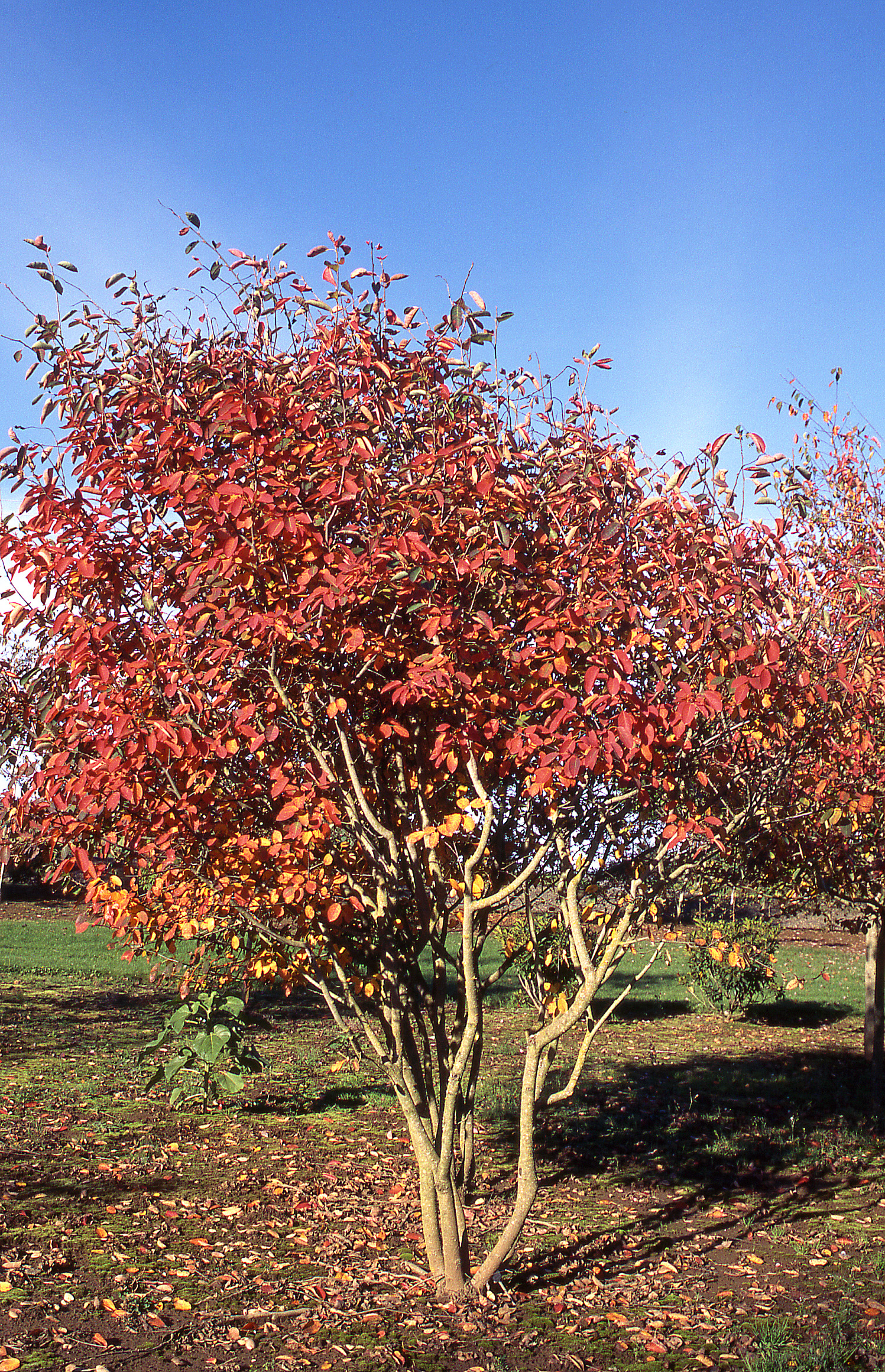 Autumn Brilliance Serviceberry