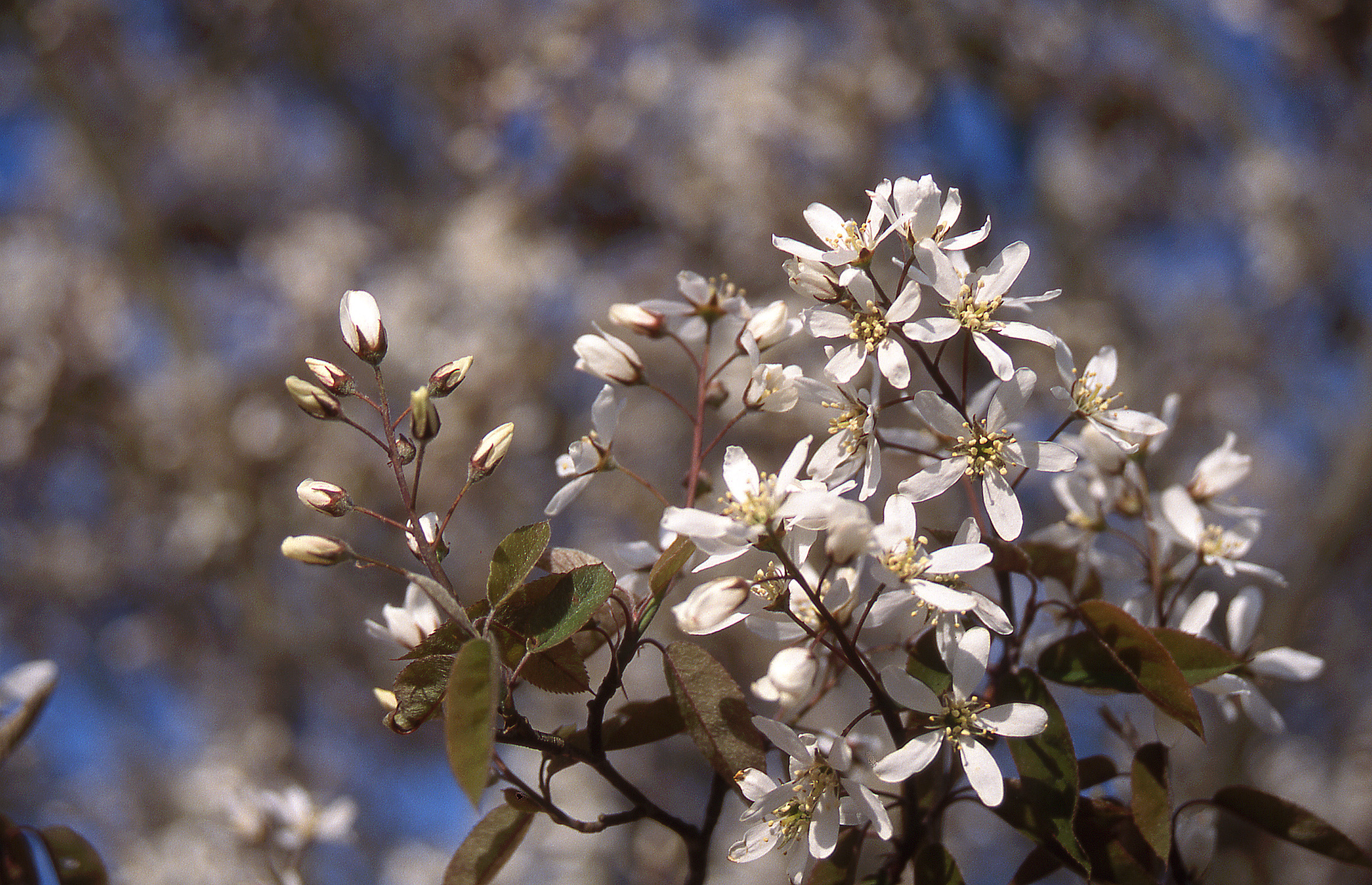 Autumn Brilliance Serviceberry