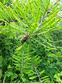 Bald Cypress