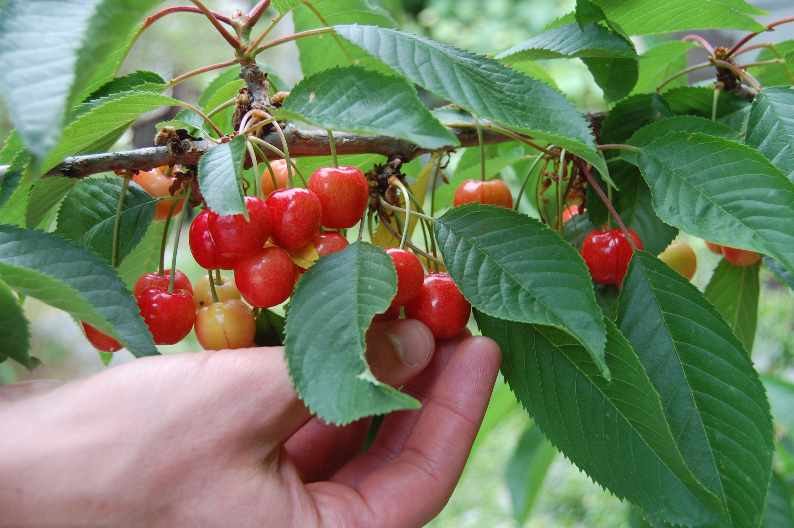 Montgmorency Cherry