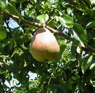 Comice Pear Tree