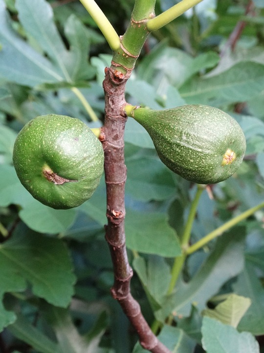 Desert King Fig