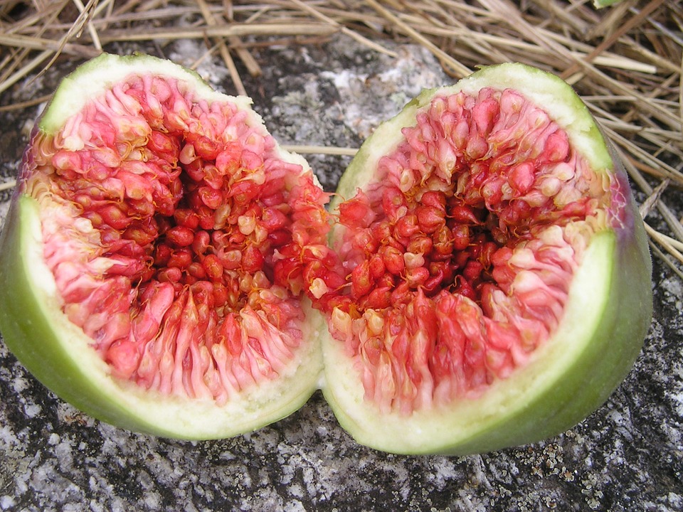Desert King Fig