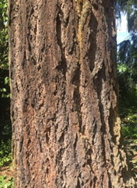 Douglas Fir