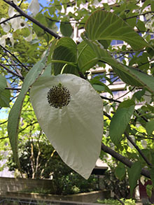 Dove Tree