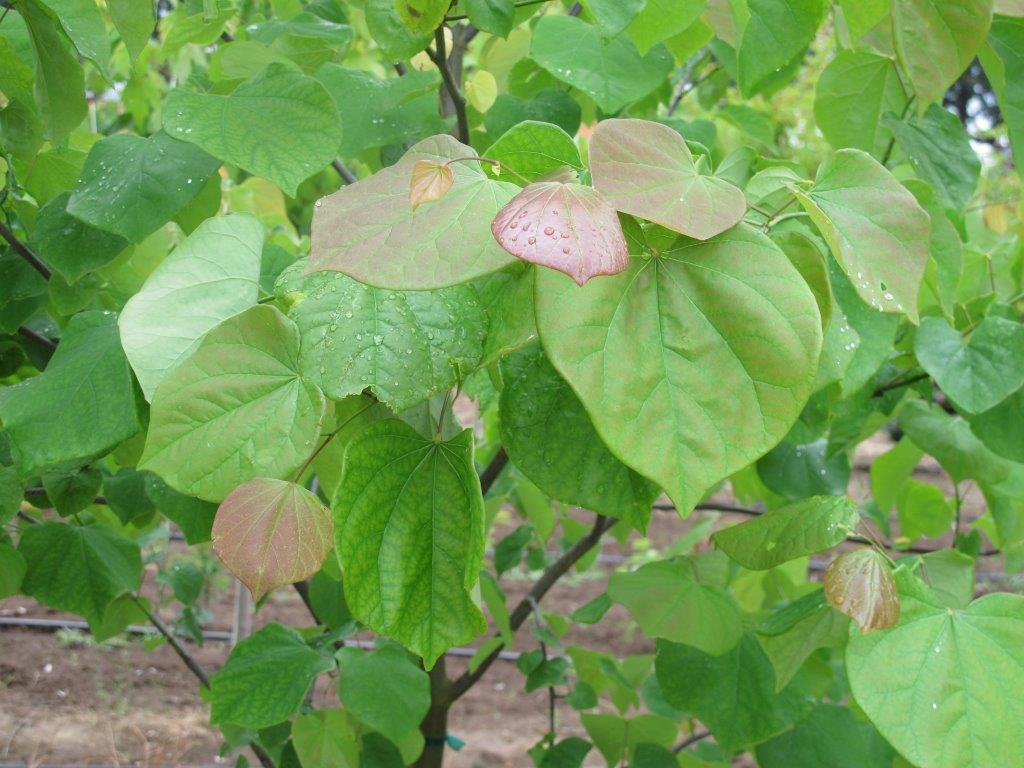 Eastern Redbud