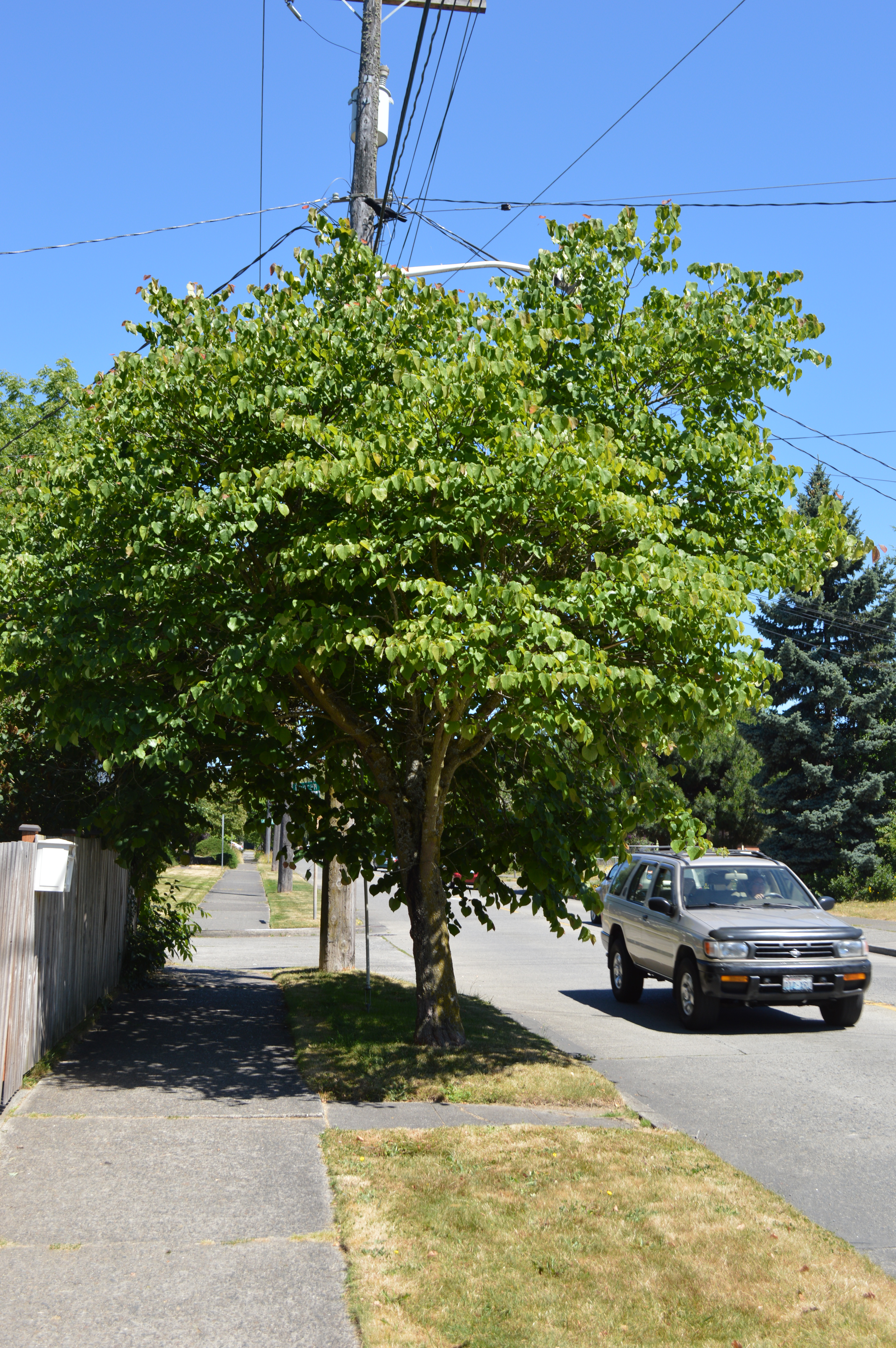 eastern redbud tree in summer