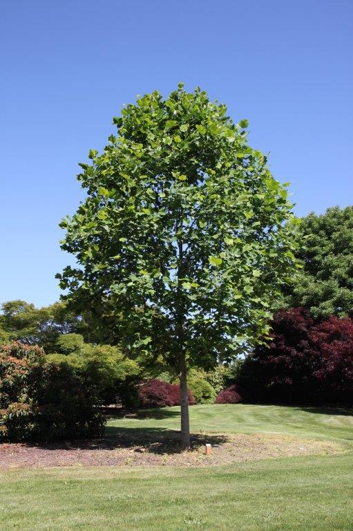 Emerald City Tulip Tree