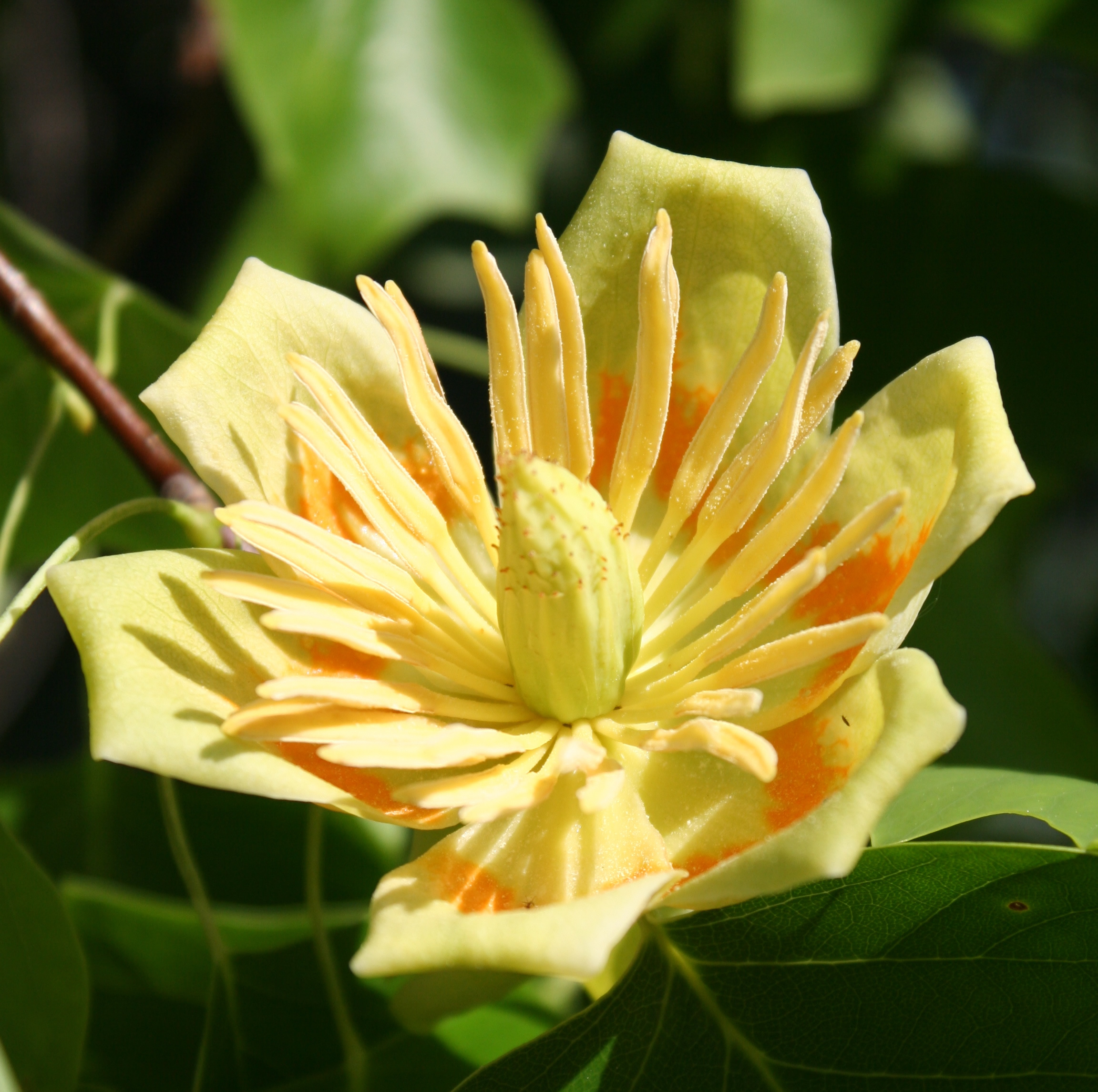 Emerald City Tulip Tree