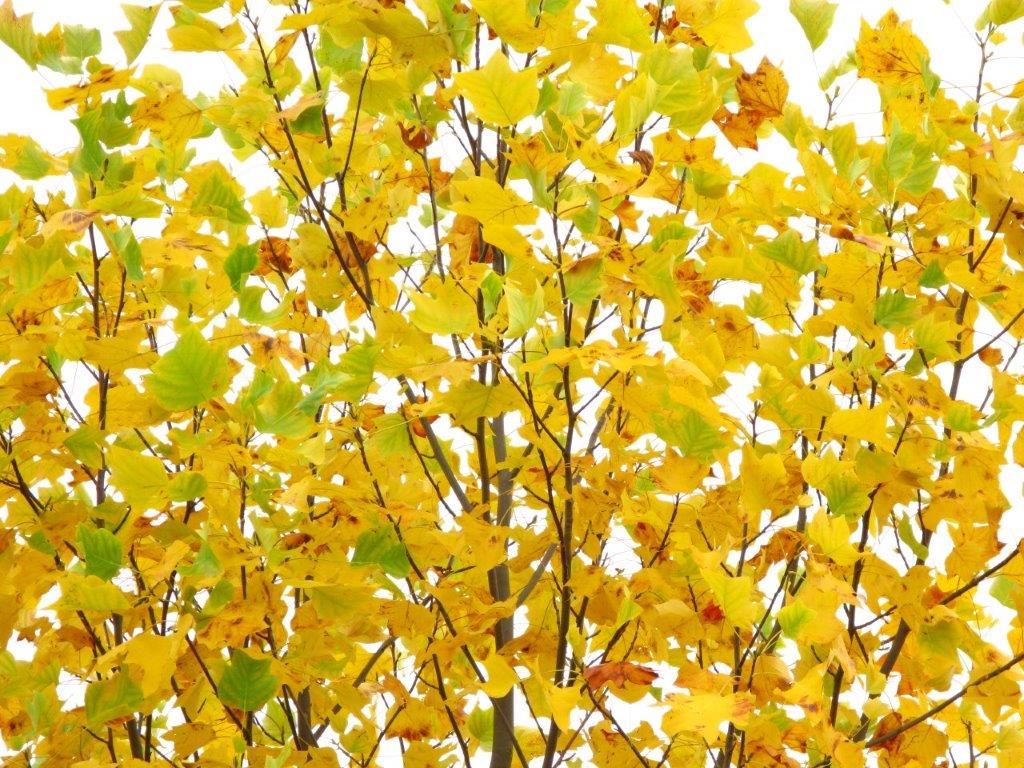 Emerald City Tulip Tree