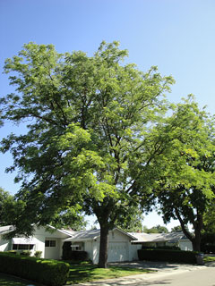 Espresso Kentucky Coffee Tree