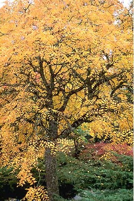 Goldenrain Tree